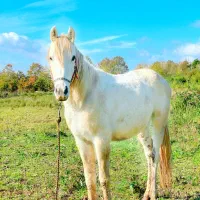 اسب کرد سال  ۷