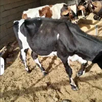 دو گوساله نر یک ماده گاو ابستن در نهبندان|حیوانات مزرعه|بیرجند, |دیوار