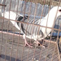 کفتر کبوترشهری  عتیقه نر پشتی سبز|پرنده|شیراز, جوادیه|دیوار