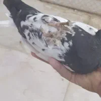 سینه سیاه و کله دم‌سیاه صفت هردو نر|پرنده|اهواز, فتح|دیوار