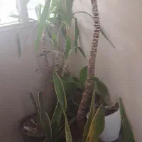 یوکا بزرگ قیمت مناسب ۳۰۰ تومن