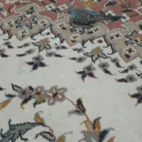 مرغ عشق سالم و بازیگوش|پرنده|سبزوار, توحیدشهر|دیوار