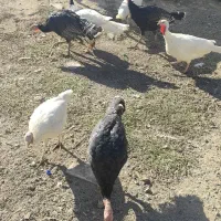 فروش بوقلمون محلی