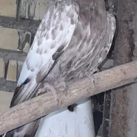 کله ای برنجی|پرنده|خرمشهر, |دیوار