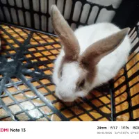 خرگوش زیبا باهوش|موش و خرگوش|سبزوار, شرق کال عیدگاه|دیوار