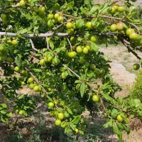 باغ طالقان|فروش زمین و ملک کلنگی|طالقان, |دیوار