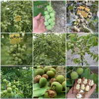 خرید نهال گردو