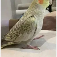 پرنده(عروس هلندی)گل باقالی