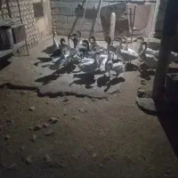 غاز