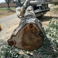 خرید انواع درخت وچوب و هرس|خدمات باغبانی و درختکاری|گلپایگان, |دیوار