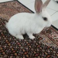 خرگوش