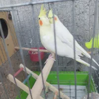 عروس پاریس هلندی|پرنده|اهواز, گلدشت|دیوار