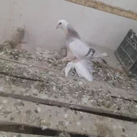 سوتابی قجله نر به فروش می‌رسد