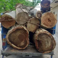 هرس و کنده بری