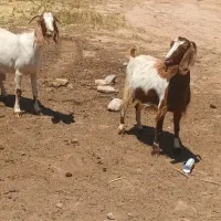 دو عدد بز جوان شیری