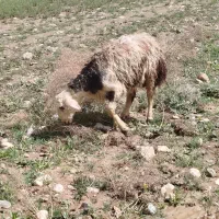 بره نر پلنگی خال سیاه لخت