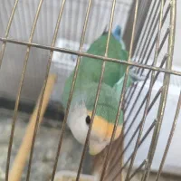طوطی برزیلی