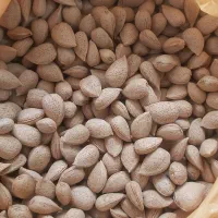 بادام سنگی امسالی