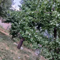 باغ