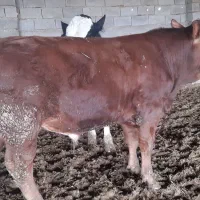 گوساله سییمیتال