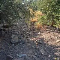 پخش زیتون عابد|خوردنی و آشامیدنی|منجیل, |دیوار