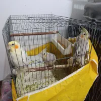 یه جفت عروس هلندی با ۳تا بچه هاش و ۲تا قفس