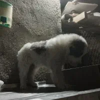 توله الابای