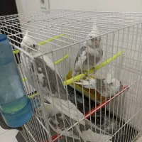 عروس هلندی دوکت آلبینو  مولد|پرنده|مشهد, امیریه|دیوار