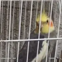 عروس هلندی نر