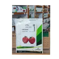 بهترین رقم بذر گوجه فرنگی را از ما بخواهید|حراج|داراب, |دیوار