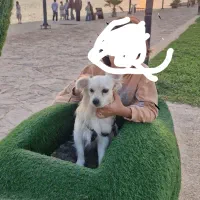 سگ گمشده است به پیدا کننده مژدگانی میدم