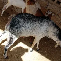 نری هم برای داشت و هم برای مال|حیوانات مزرعه|درگهان, |دیوار