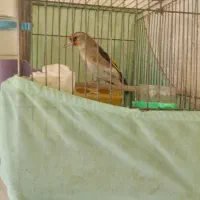 سهره کرمانی نر|پرنده|پردیس, فاز ۴|دیوار