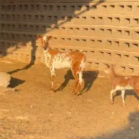 بزغاله و بره|حیوانات مزرعه|مشهد, جنت|دیوار