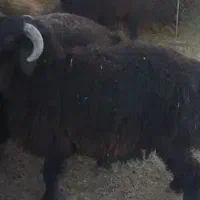 فروش بره پرواری چاق تخت