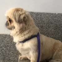 سگ پیکینیز امپریال