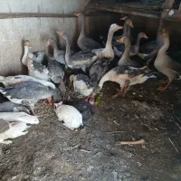 ۱۹ عدد غاز بزرگ تخم گذار فروش و معاوضه بزگوسفند