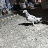 سار شکلاتی نر غریبه