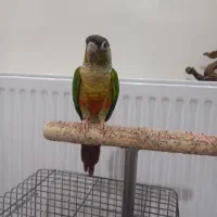 طوطی گرینچیک رام و دستی و سخنگو