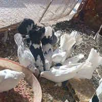 کبوتر دمچتری|پرنده|ورزنه, |دیوار