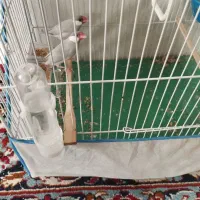 فنچ نرگسی مولد