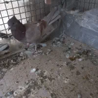 ۵عدد کفتر پرشی|پرنده|اسلام‌شهر, صادقیه|دیوار