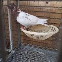 سینه سرخ ماده درشت