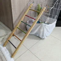 نردبان طوطی