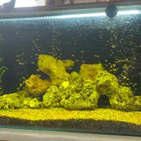 فروش اکواریوم با ماهی و کلیه وسایل