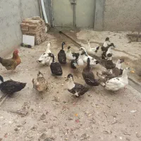 اردکهای خوشگل و تخمگذار