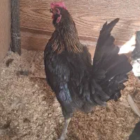 خروس اصیل گلین، کود رایگان|حیوانات مزرعه|وحیدیه, |دیوار