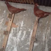 جوجه سرخ عراقی