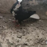قره عرب ماده