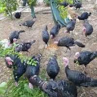 بوقلمون برنز آمریکایی